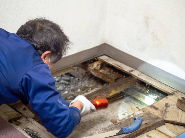 Best Kitchen Mold Remediation in St James, MO