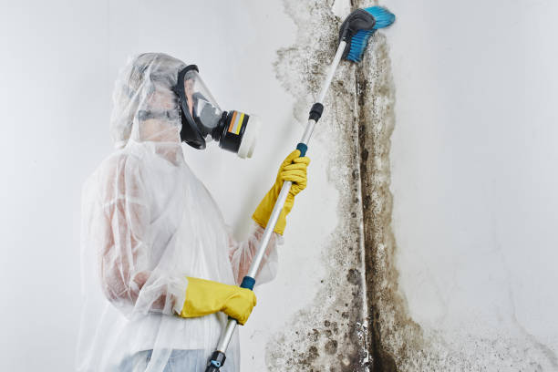 Best Localized Mold Remediation (e.g., coastal areas, humid climates) in St James, MO