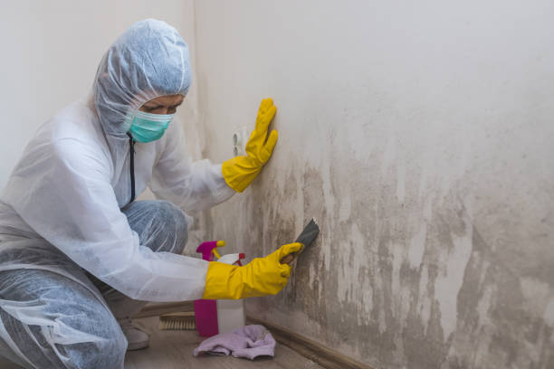 Best Black Mold Remediation in St James, MO