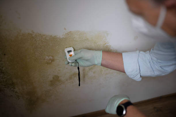 Best Industrial Mold Remediation in St James, MO