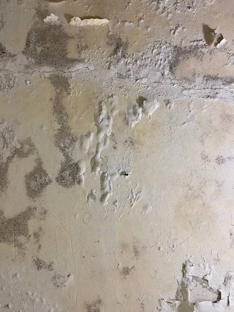 Best Mold Remediation for Schools in St James, MO