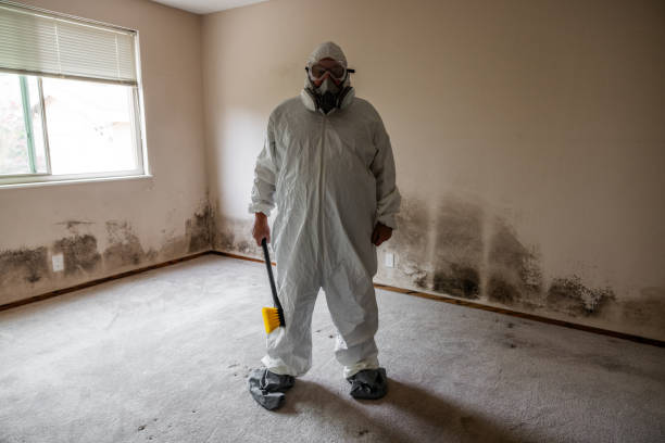 Best White Mold Remediation in St James, MO